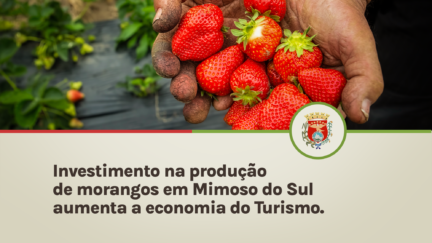 Investimento na produção de morangos em Mimoso do Sul aumenta a economia do Turismo